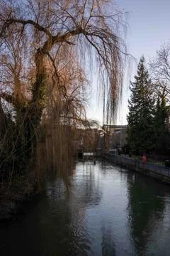 Willow tree Fotos Stock