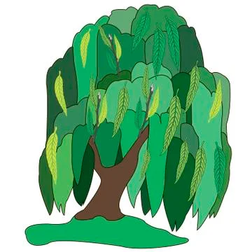 Willow, tree, plant, white background Stock Illustration