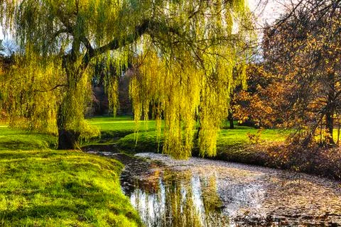 Willow tree by the Pond Stock Photos