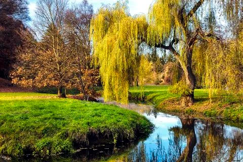 Willow tree by the Pond Stock Photos