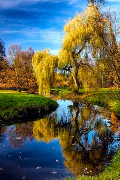 Willow tree by the Pond Stock Photos