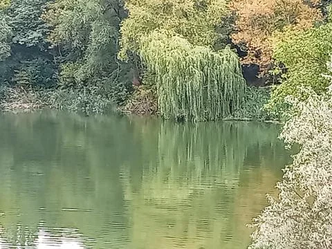 Willow tree reflecting in calm river water Stock Photos