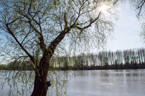 The Willow Tree On The River Bank In The Spring Stock Photos