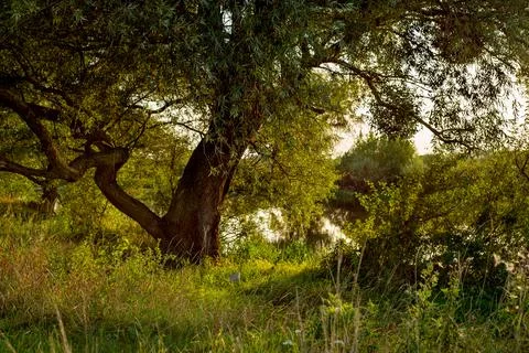Willow tree by the river landscape Stock Photos