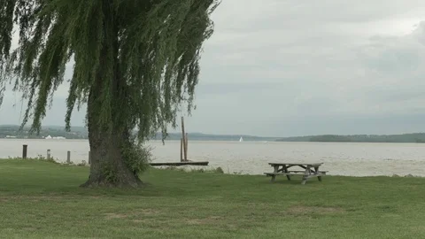 Willow tree at river park with sailboat in distance Stock Footage 76204213