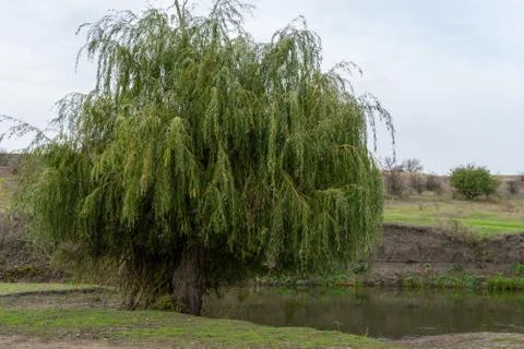Willow tree by the river in summer. Stock Photos