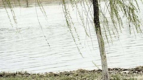 A willow tree on a riverbank Stock Footage