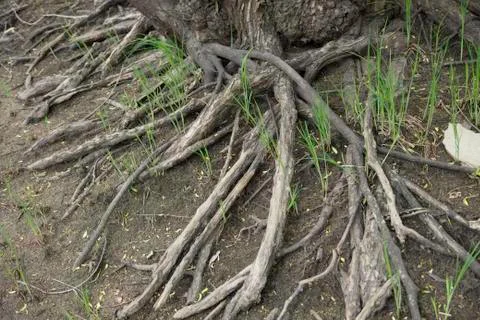 Willow Tree Roots Stock Photos