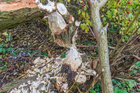 Willow tree,  Salix alba, with bite marks of wild Beaver Stock Photos