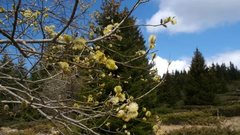 Willow tree  (Salix caprea) in a high mountain Stock Footage 263141677