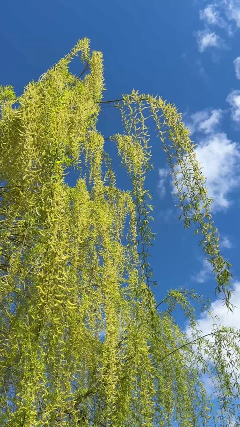 Willow tree salix in spring park, vertical video. Stock Footage 345317900