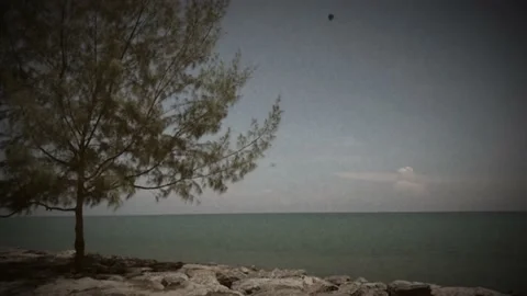 Willow tree by the sea Stock Footage 131844227