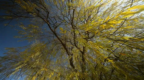 Willow Tree, Sky, Nature Stock Footage 36030246