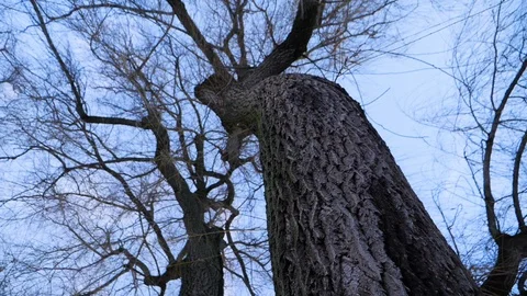Willow tree slow mo 2 Stock Footage 122233637