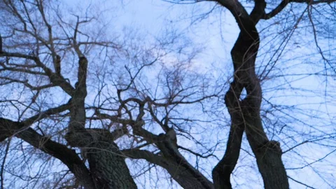 Willow tree slow mo Vídeo Stock 122233796