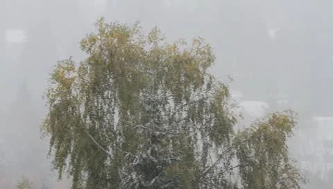 Willow tree, snow and wind Vídeos de archivo 9456005