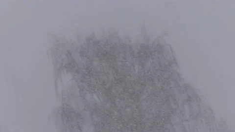 Willow tree in snow storm. Snowfall, wind. With audio. Sound of a blizzard. Stock Footage 151971045