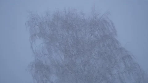 Willow tree in snow storm. Snowfall, wind. With audio. Sound of a blizzard. Stock Footage 152069485
