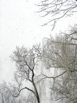 Willow tree in snowstorm Stock Photos