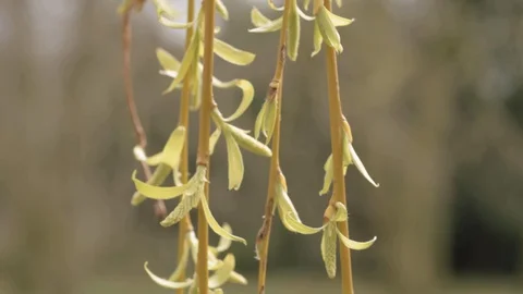 Willow tree in spring close up shot of branches and leaves Stock Footage 129391172