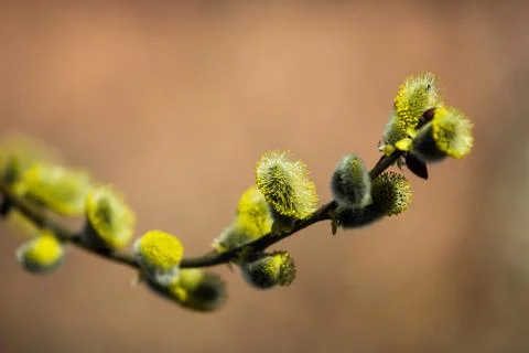 Willow tree on a spring holiday Stock Photos