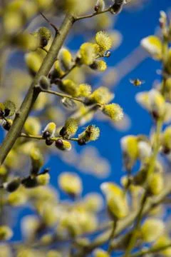 Willow tree on a spring Stock Photos