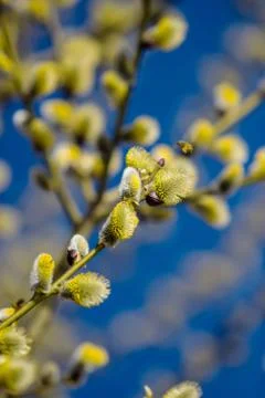Willow tree on a spring Stock Photos