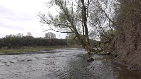 Willow tree on the spring riverside at cloudy day, 4K 2160p video footage Stock Footage 86008501
