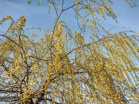 Willow tree in the spring - Romania Photos
