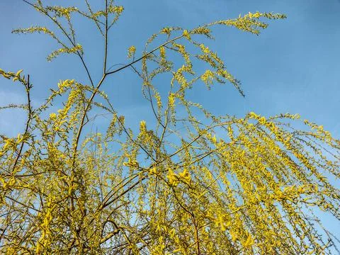 Willow tree in the spring - Romania Stock Photos