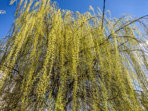 Willow tree in the spring - Romania Fotos Stock