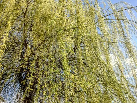 Willow tree in the spring - Romania 写真素材