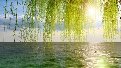 Willow tree in spring sunshine Stock Footage 292516759