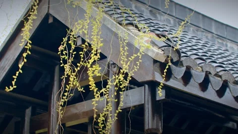 The willow tree sprouts and sways in the wind Stock Footage 256981127