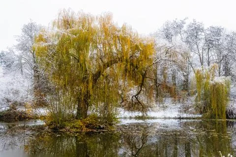 Willow tree standing by river covered in snow Foto stock
