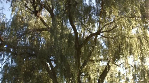Willow Tree Static Stock Footage 46227614