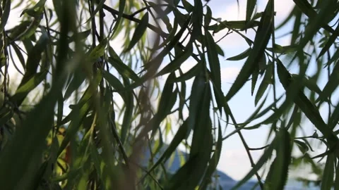 Willow tree in summer, sunny day , moving leaves by the wind Stock Footage 138304355