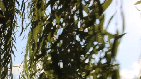 Willow tree in summer, sunny day , moving leaves by the wind Stock Footage 138304401