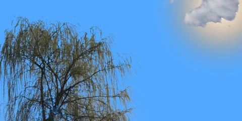 Willow tree in sunset 4k Stock Footage 36784944