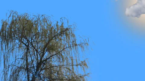 Willow tree in sunset Stock Footage 36784829
