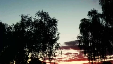 Willow Tree Sunset Stock-Footage 147415146