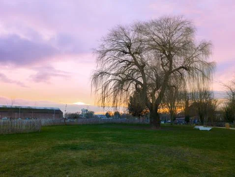 Willow Tree at Sunset in a Grassy Field Stock-Fotos