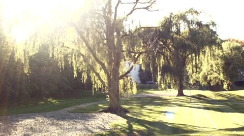 Willow Tree Sunshine Stock Footage 46227616