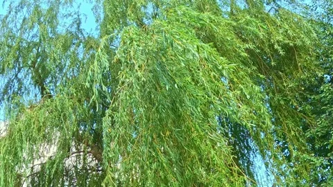 Willow tree swaying slowly with branches moving in clear sky Stock Footage 318161938