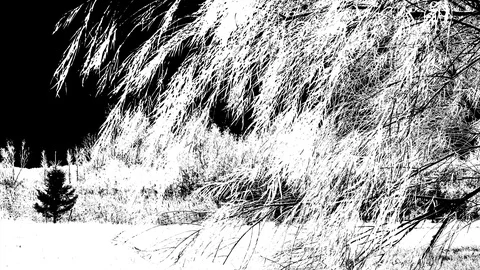 Willow tree swaying in the wind, black and white video with engraving effect Stock Footage 120386056