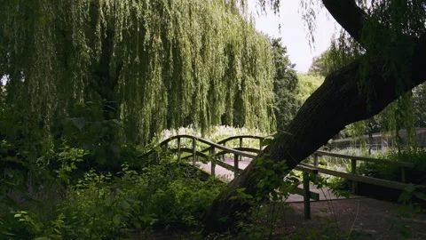 Willow Tree Swaying in the Wind over a Bridge Stock Footage 340998912