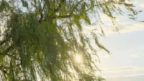 Willow tree swaying in the wind under the sunlight Stock Footage 247501936