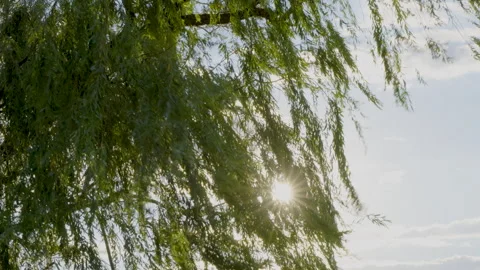 Willow tree swaying in the wind under the sunlight Stock Footage 247502092