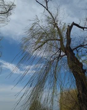 Willow tree with thin, branches and budding green leaves against a blue sky Stock Photos