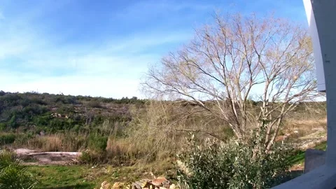 Willow tree timelapse Stock Footage 345055708